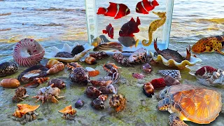 Find conch hermit crab snails, colorful fish in the sea, seahorses, sharks, sea fish, turtles
