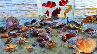 Menemukan keong kelomang siput, ikan warna warni di laut, kuda laut, ikan hiu, ikan laut, penyu