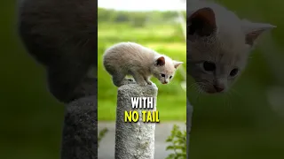 The Country where Cats have No Tail 🐈❌
