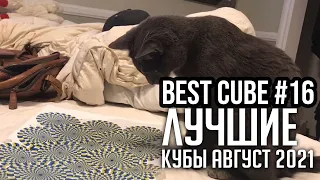 COUB | BEST CUBE | ПОДБОРКА КУБОВ АВГУСТ | ЛУЧШИЕ ПРИКОЛЫ#16