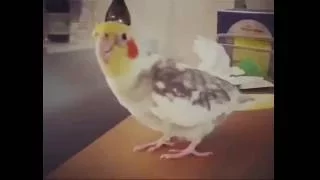This will make your Cockatiel Happy and Talkative | MUST WATCH |