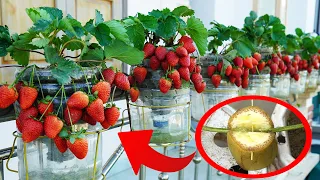 Instructions For Growing Super Effective Strawberries For High Yield