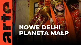 Nowe Delhi: planeta małp | ARTE.tv Dokumenty [CAŁY FILM LEKTOR PL]