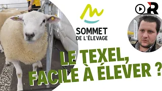 Le mouton Texel au Concours interrégional du Sommet de l'élevage