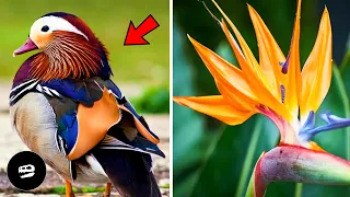 TOP 15 AVES MAS EXTRAÑAS DEL PLANETA! 😲