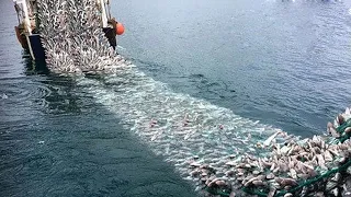 Wow!! Net Fishing - Big Fishing Catching Skill, Net Fishing in The Sea #02