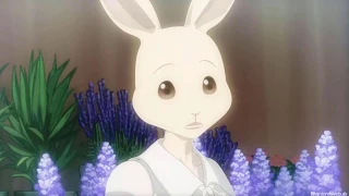 Dear Rabbit~ Beastars AMV