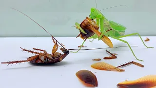 Mantis Killer vs Cockroach - Insect Club