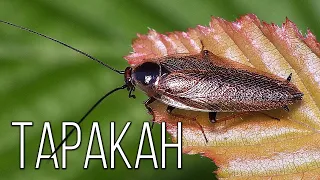 Cockroach | Interesting facts about cockroaches