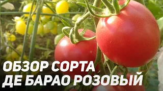 ОБЗОР СОРТА ДЕ БАРАО РОЗОВЫЙ | Томаты, Помидоры