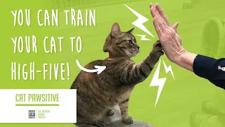 Cat Pawsitive: Home Edition | Train Your Cat to High-Five!