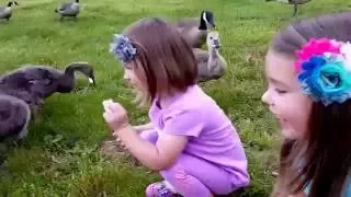 Kids Feeding Geese | Cute Baby Geese | Family Fun @ The Park!!!