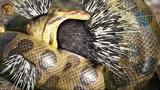 Stupid Python Tries To Swallow Hedgehog And Gets Stung By Hedgehog Thorns - Hedgehog Vs Leopard