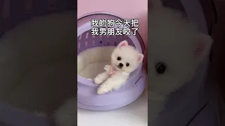 Tik Tok Chó Phốc Sóc Mini 😍🐶 Cute Dog Pomeranian #shorts