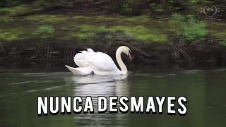 Nunca desmayes, Dios cuidará de ti