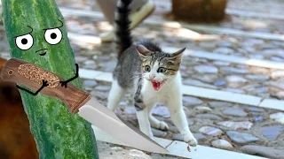 Cats vs cucumbers | Compilation | Коты против огурцов | Подборка