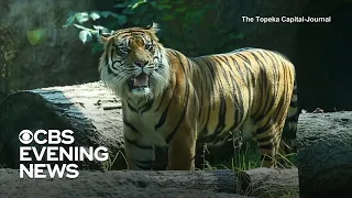 Tiger attacks zookeeper at Topeka Zoo