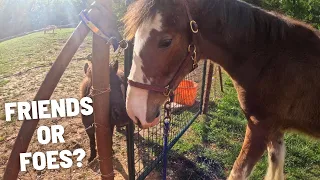 Will They Get Along??….Mini Horses REACTION To Our New Clydesdale, Nattie!