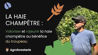 [Elevage et agroforesterie] Valoriser et rajeunir la haie champêtre au bénéfice du troupeau