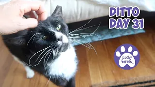 Ditto Day 31 - Feral Cat Recovery, Ditto's Choice * S4 E177 * Cat Videos