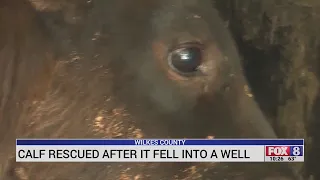 Wilkes rescue squad saves calf trapped in a well