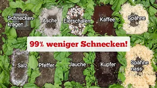 9 Hausmittel gegen Schnecken im Test! 2 davon sind zuverlässig 99% wirksam, die anderen sind Humbug!