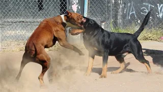 Rottweiler vs Pitbull Who Would Win!!!