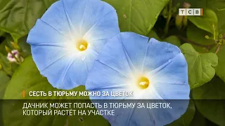 Сесть в тюрьму можно за цветок