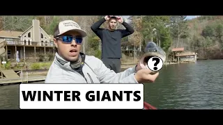 3 WINTER BAITS that will SMASH BIG BASS (best winter "big baits")