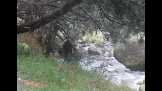 A Yowie Down Under Watches Campers