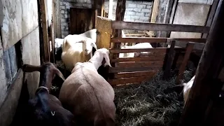 Первое видео в этом году | Лишние соски| мороз|Англо-нубийские козы