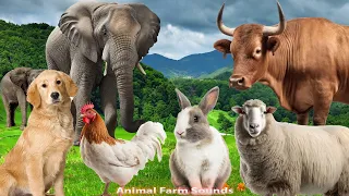 Happy Animal Farm Sounds : Sheep, Cow, Cat, Dog, Chicken, Elephant - Animal Paradise