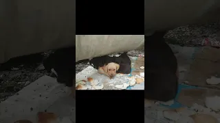 Newborn Puppies Were Abandoned At Garbage Dump, They Cried Asked For Help