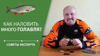 Как наловить много голавля? | Советы эксперта