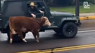 Video captures loose cow running down Lancaster County street, as person in pursuing Jeep tries t...