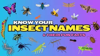 🐝🦋🐞 KNOW YOUR INSECTS, PRONOUNCIATION AND FUN FACTS FOR KIDS