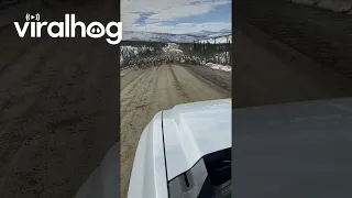 Caribou Herd Charges Vehicle || ViralHog