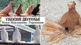 Узбекские двухчубые голуби Ильи Маклакова, Германия | Usbekische Tauben. Deutschland #kabootar