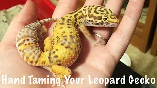 How to get Your Leopard Gecko Used to Handling