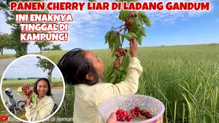 PANEN CERRY LIAR DI KAMPUNG BUAHNYA LEBAT BANGET!!