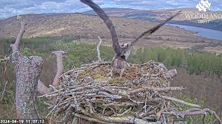 A distant fracas near the nest - is Dorcha the Loch Arkaig Osprey injured? 19 Apr 2024 (slo-mo zoom)