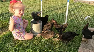 DIY Chicken Run and Making Chickens Friendly