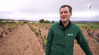 Situación actual del sector vitivinícola