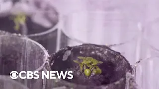 University of Florida scientists grow plants in soil from moon