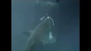 Атака Акулы / SHARK ATTACK / 鲨鱼攻击 /  ฉลามโจมตี  / Sharks Attaque / サメの攻撃 / כרישי התקפה