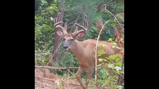 Trail Camera Pick-Up Time (7-26-22)