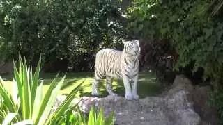 White Bengal Tigers  - Loro Parque - Tenerife (4K UHD)