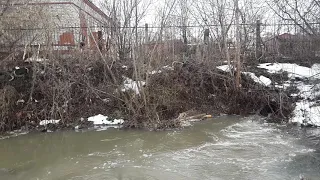 Свиньи загрязняют водоемы Саранска