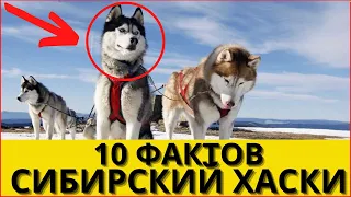 ТОП 10 ФАКТОВ Про Сибирскую Хаски!