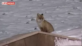 Возле казанского Кремля лиса поймала мышь